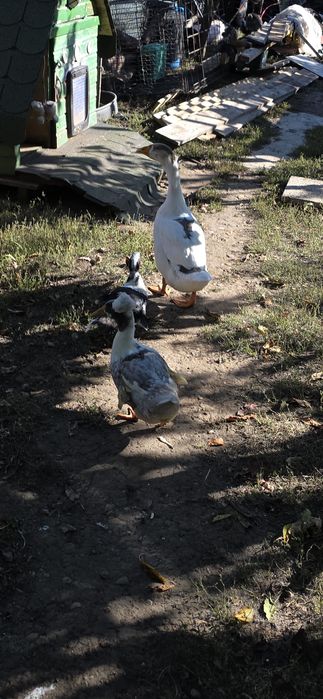 Vand cocos gainuse liliputi gasca rata