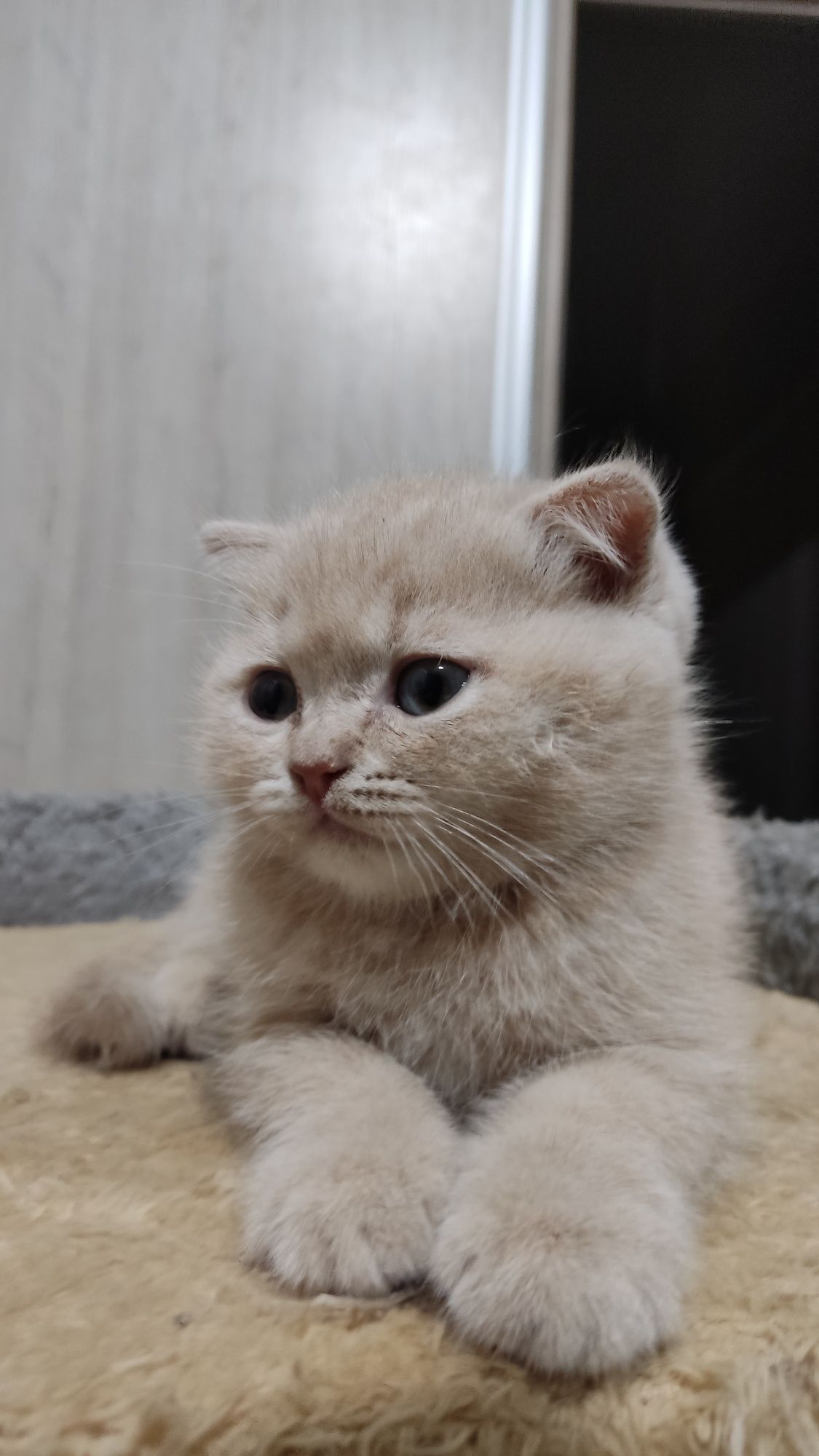 Шотландские вислоухие