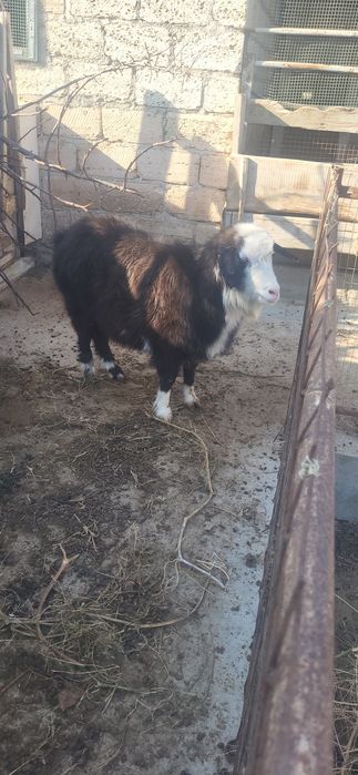 Ешки сатылады жаксы семиз