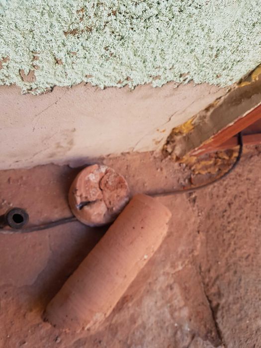 Gaura hota, gaura centrală, Lugoj