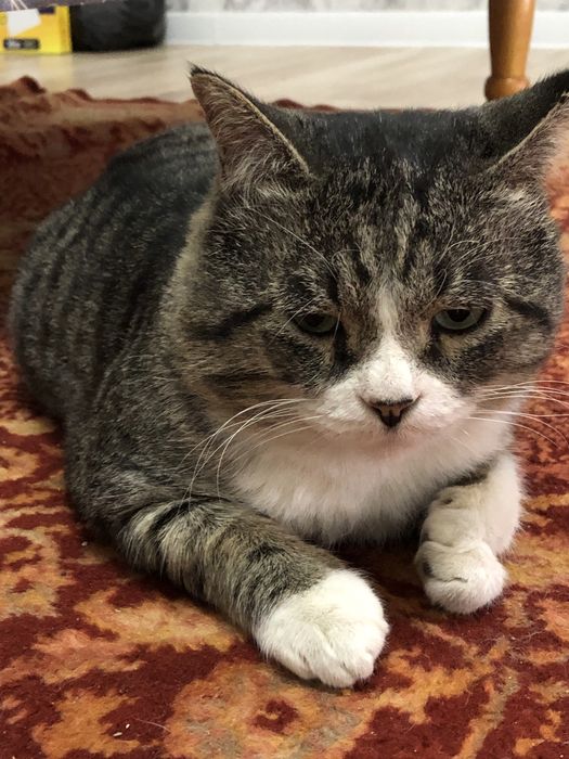 отдам взрослого кота ))