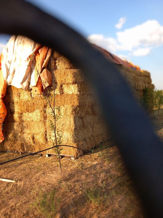 Baloti de paie de grâu