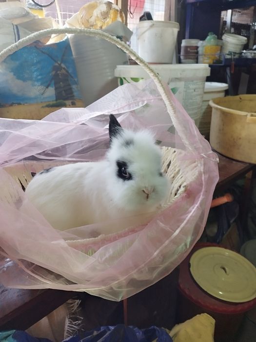 Кролики декоративные в аренду