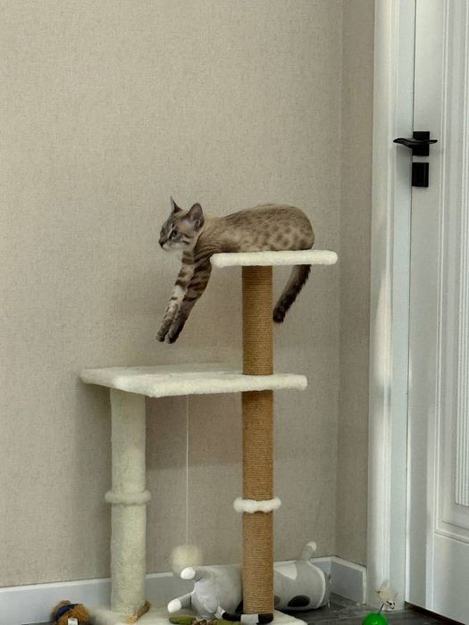 Котенок Тайский Тобби Поинт