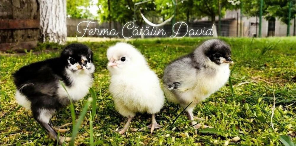 Pui Australorp Negru Albastru Splash