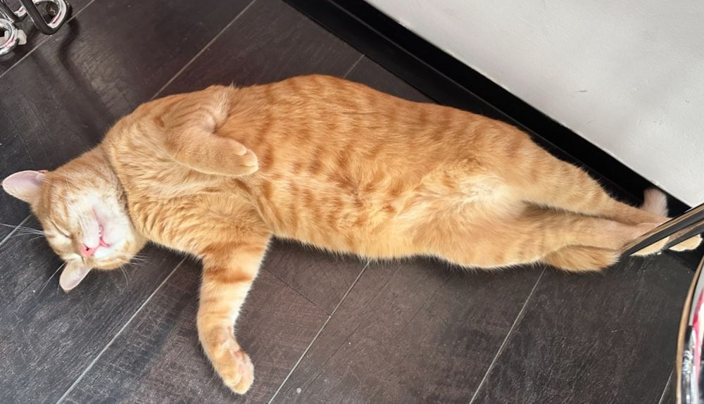 Джинджифилово коте момче, моля, прочетете описанието