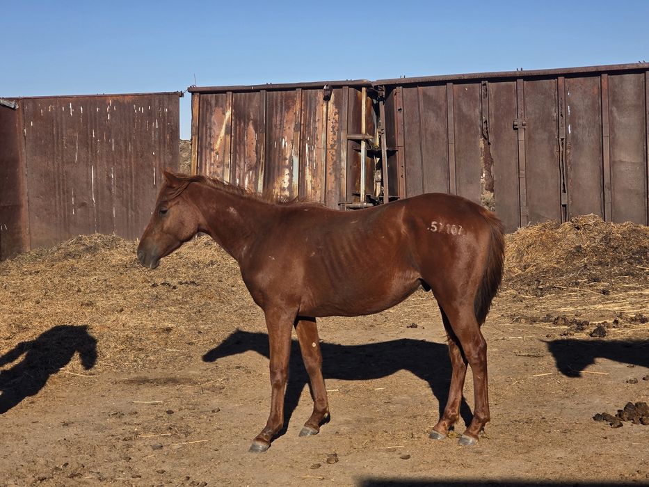 Продам жеребчиков от Чистокровного жеребца