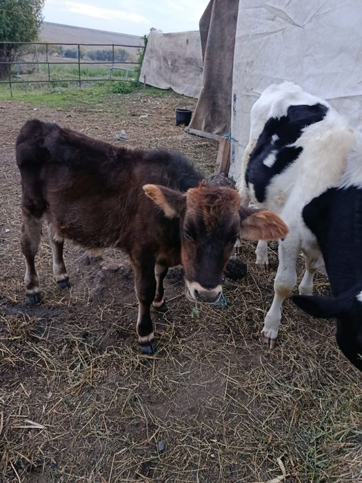 2 vitele si un vitel