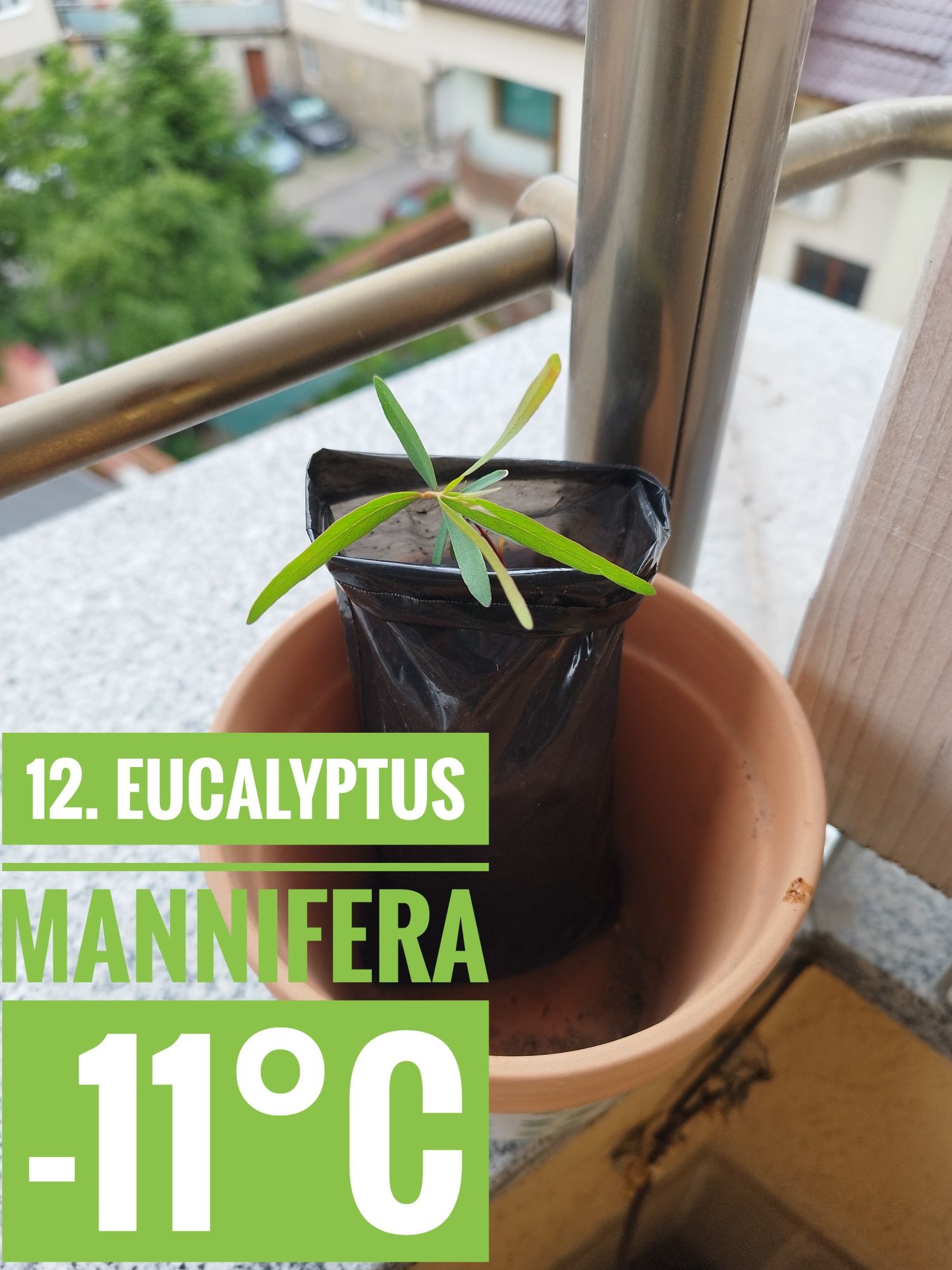 Продавам разсад от австралийска акация и евкалипт