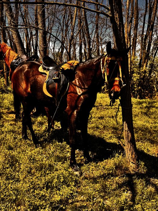 Super ofertă pentru iubitorii de animale!