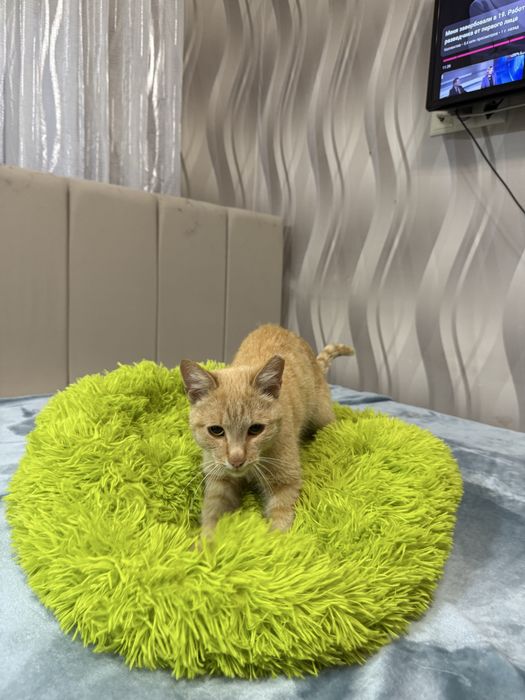 Отдам котенка 8 месяцев