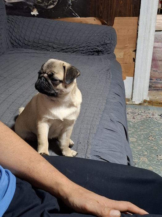 Продаётся щенок породы мопс девочка бежевого окраса