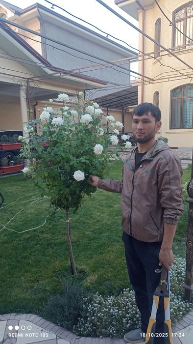 Landshaft dizayn xizmatlari sifatli va hamyonbop narxlarda