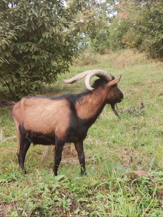 Țap alpin francez