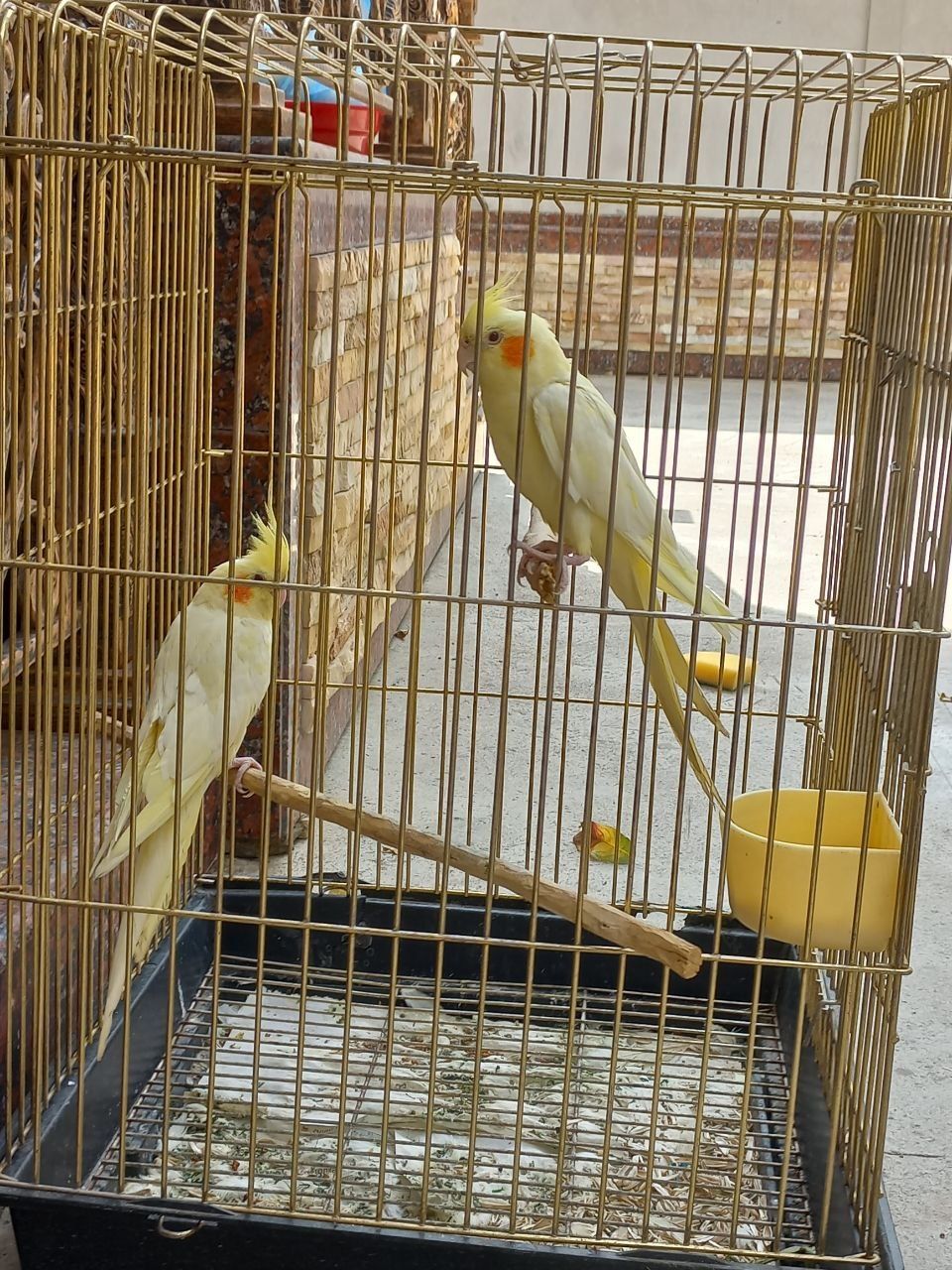 Toʻti qush Karela sotiladi