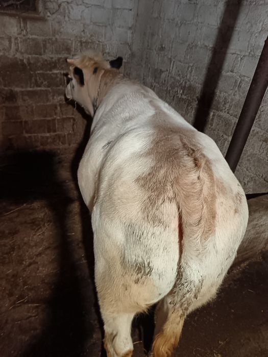 Vând junică belgian