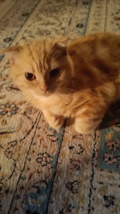 Пропал кот, кличка писо