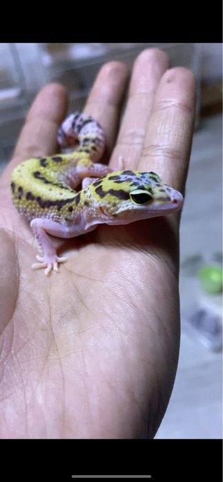 Ручные гекконы эублефары