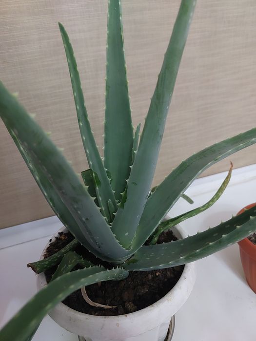 Продам алое вера