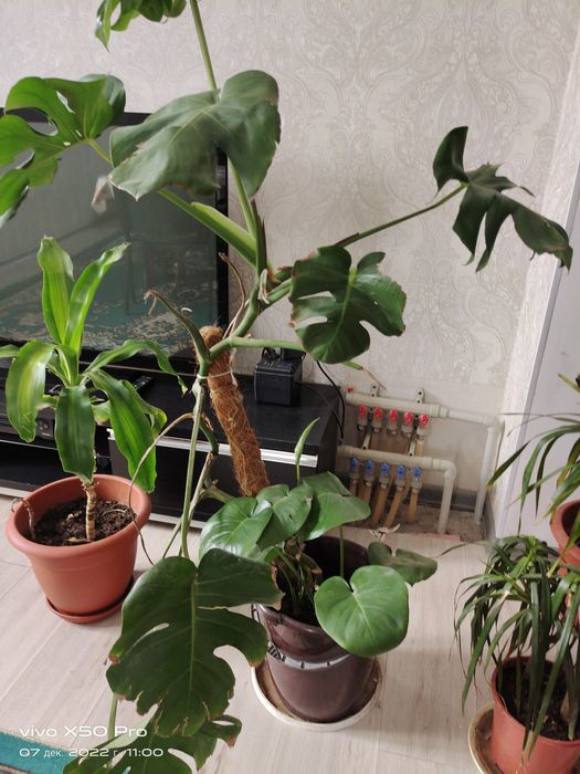 Комнатные цветы растения