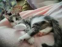 Отдам даром котят
