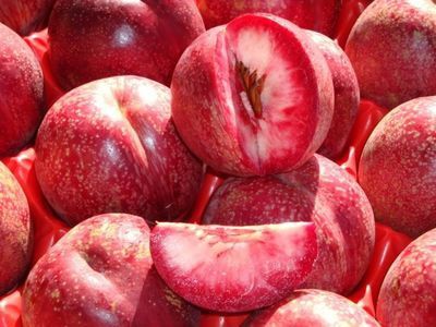 Nectarine Sanguine d' Auvergne