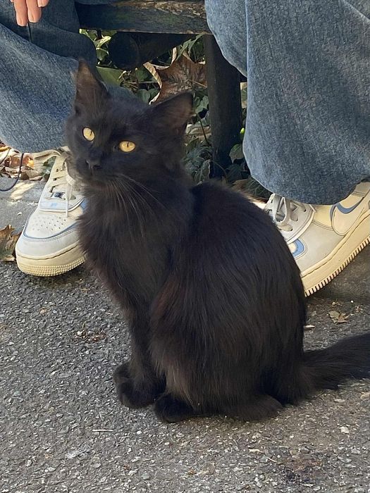 Pui pisica mascul spre adopție