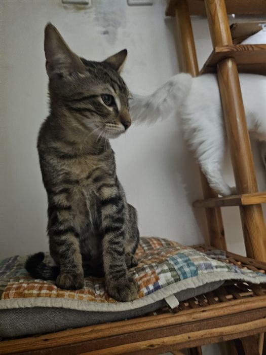 Търсят любящи стопани