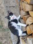Donez pui pisica in Arges, Adoptie pisici Arges