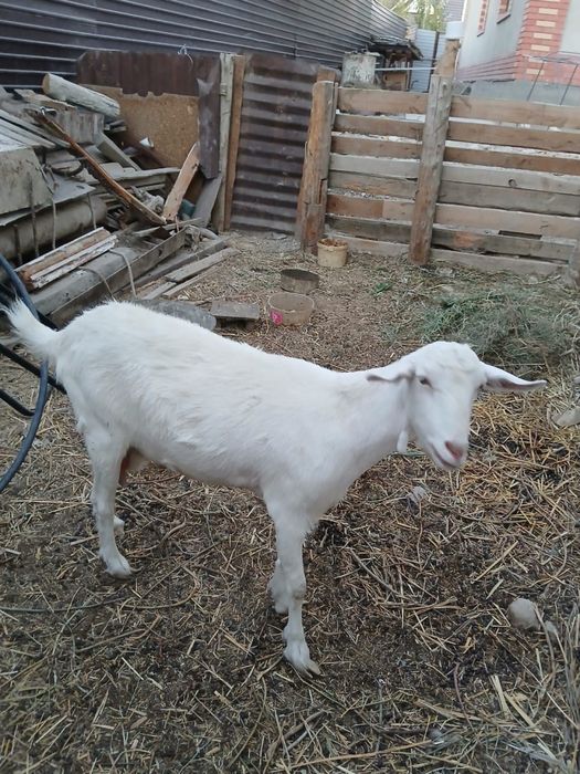 Орыс ешкісі сатылады