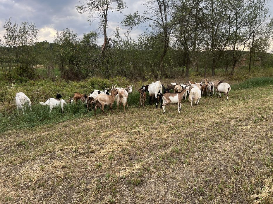 Schimb cu vaca capre si iede (metis anglo )