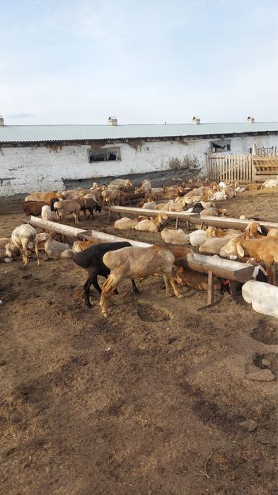 ПРОДАМ Арашан Кошкар