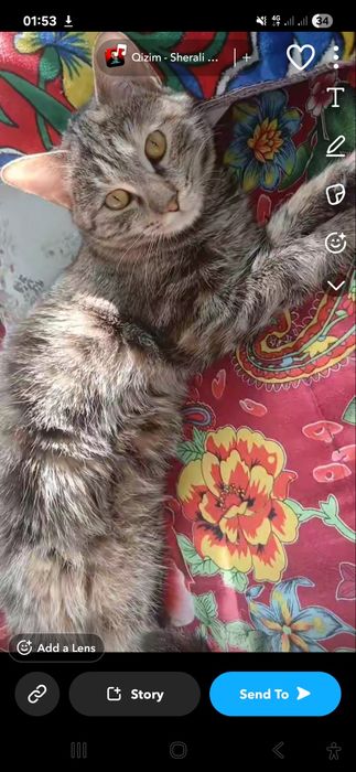 Mushuk yaxshi qoʻlarga beraman