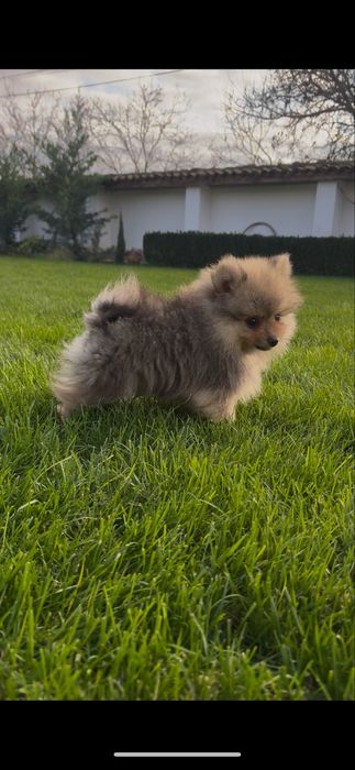Померани на 3 месеца
