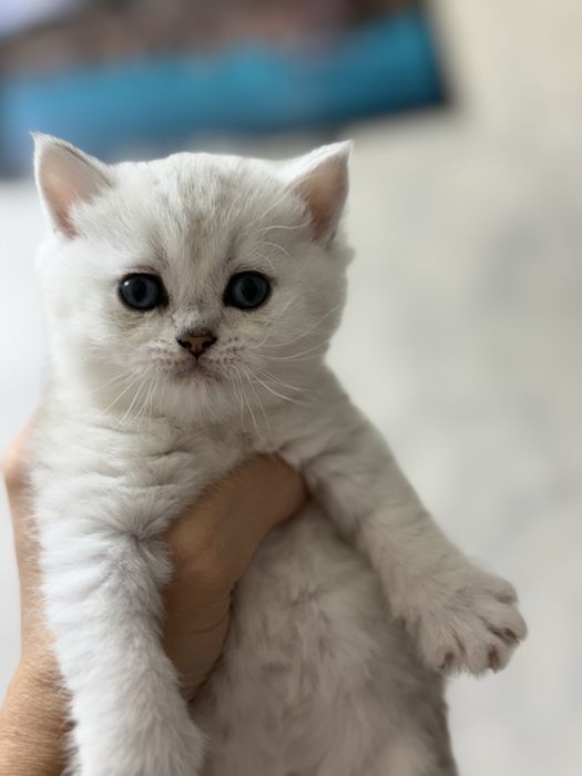 Britanskiy shinshilla