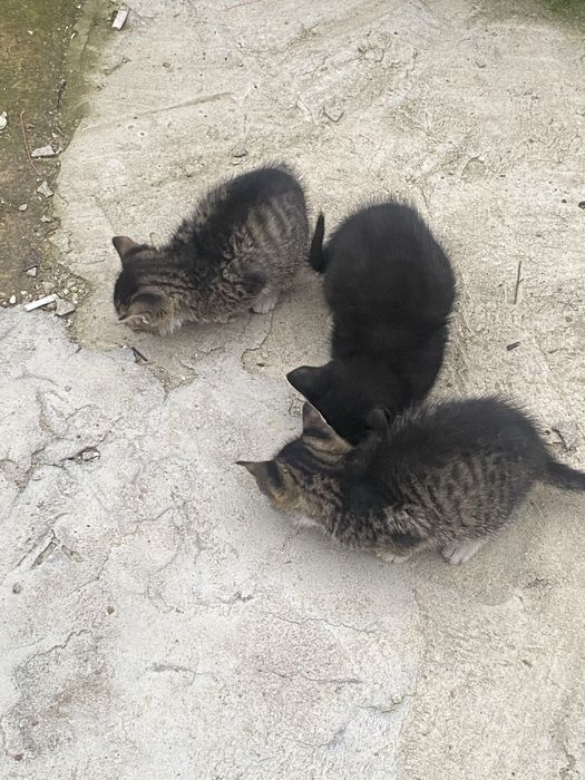 Donez 3 pui de pisică