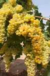 Struguri de vin.
