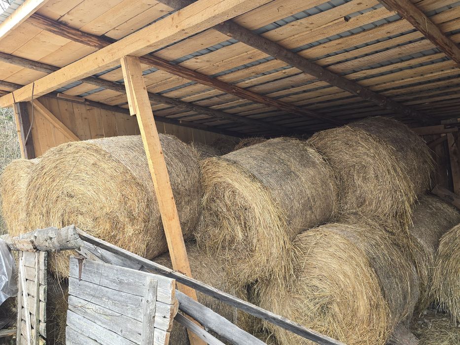 Vând baloți fân de livadă. Asigur transport în zona Câmpulung Mold.