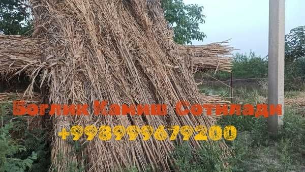 камиш бог сотилади