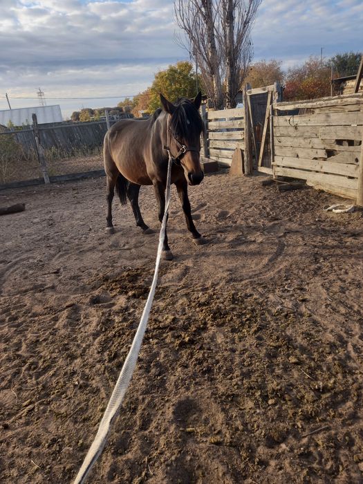 Лошадь, ат семіз