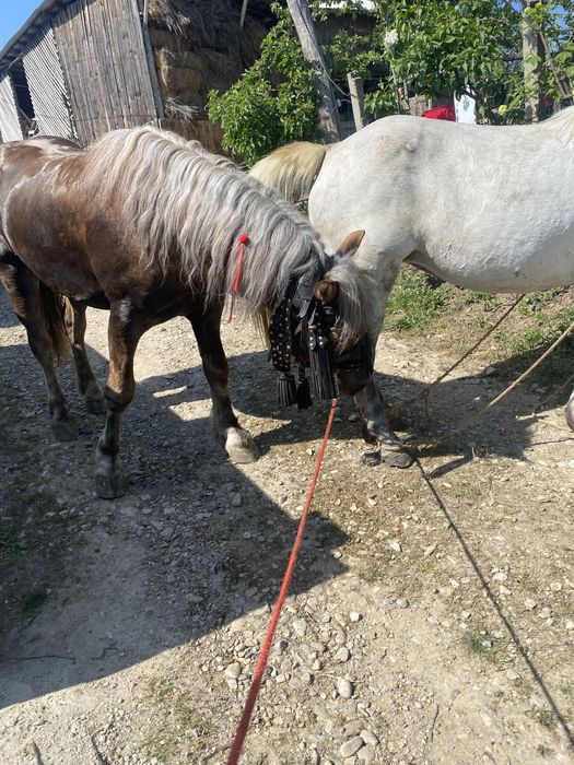 Vand armasar de 2 ani si 5 luni