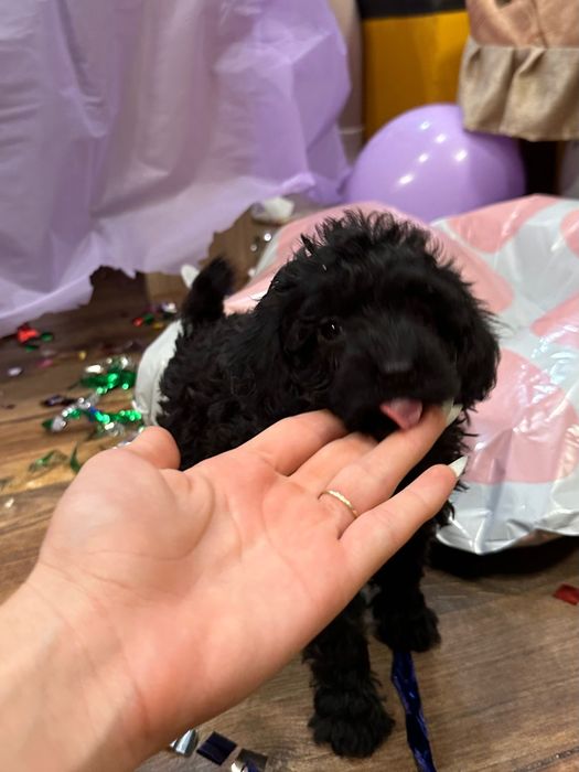 Пудел той пудели