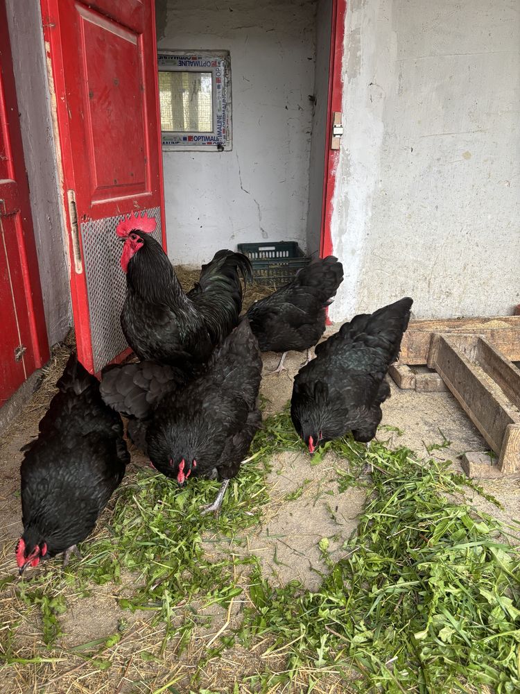 Vand gaini Australorp Negru