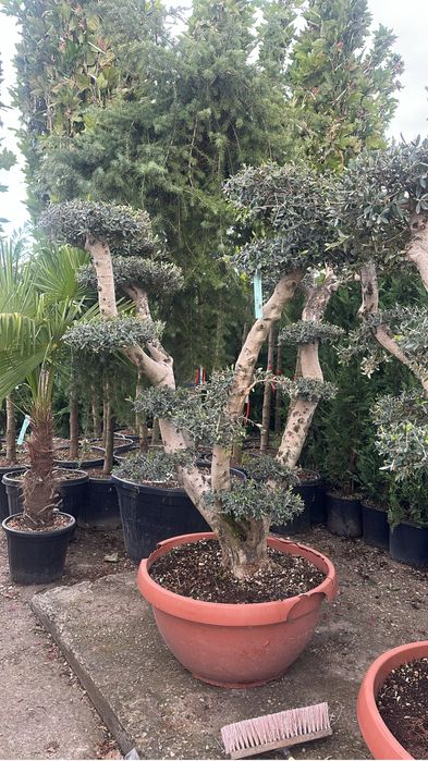 Plante ornamentale