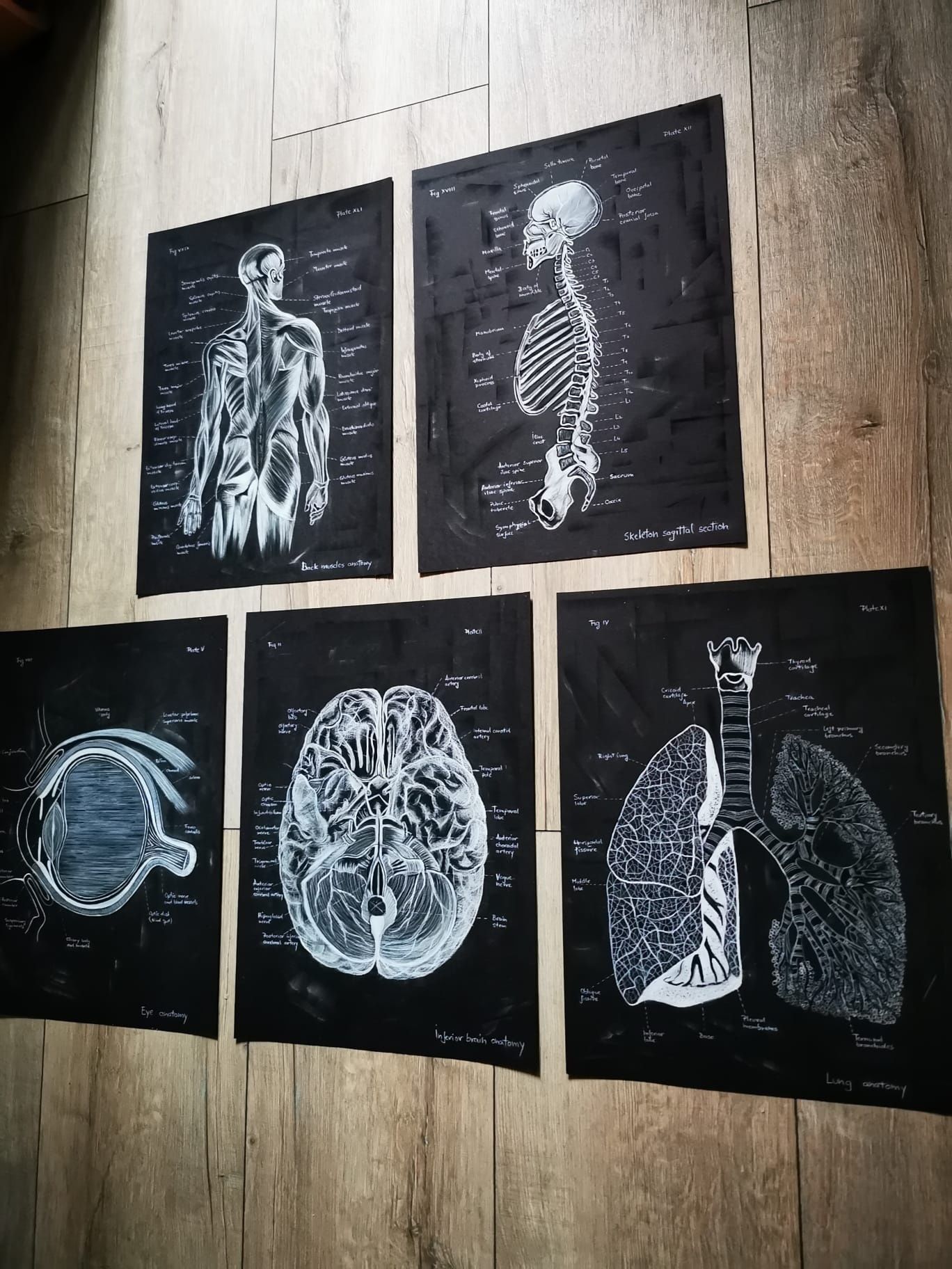 Tablou Anatomia mușchi spate