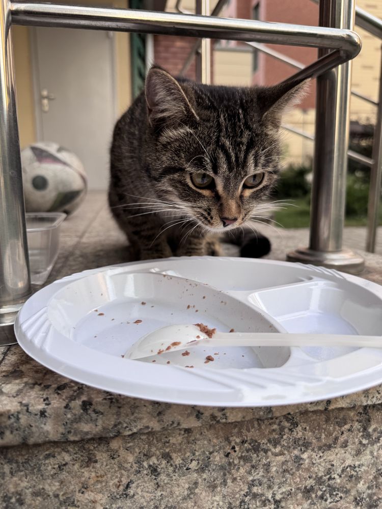 Котик ищет себе дом