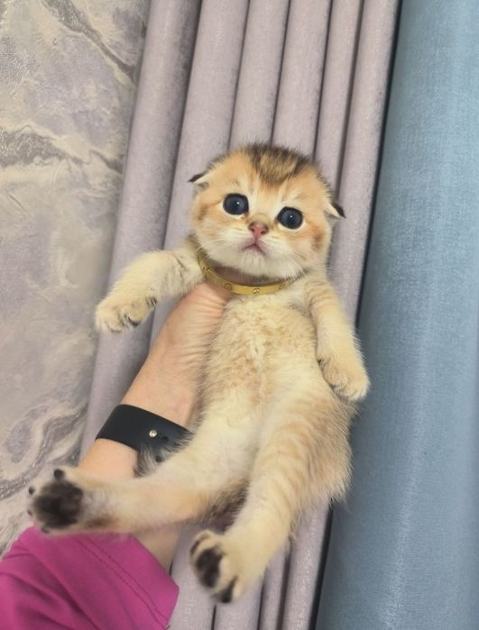 Котята от правильной вязки