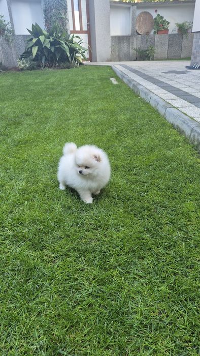 Женско померанче,померан