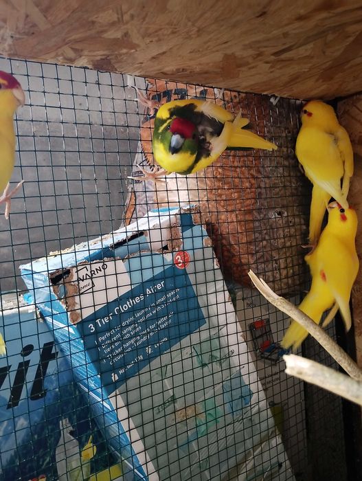 Papagali kakariki,nimfe