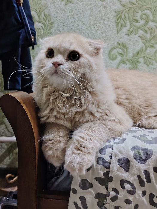 Scottish Fold Longhair mushukcha 6/7 oylik + aksessuarlar